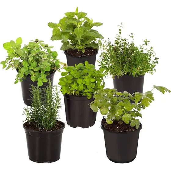 Plantas Aromáticas - Gran Variedad - Envíos