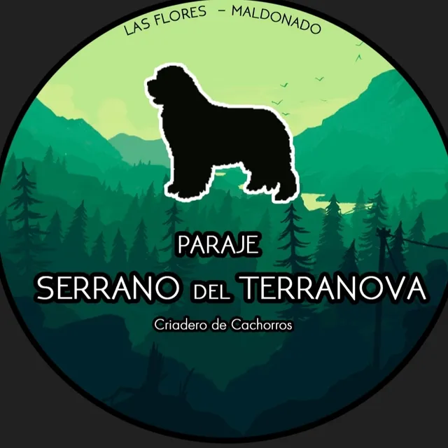 Cachorros Terranovas 2025!!!