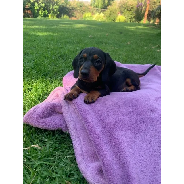 Salchichas Teckels Dachshund Mini