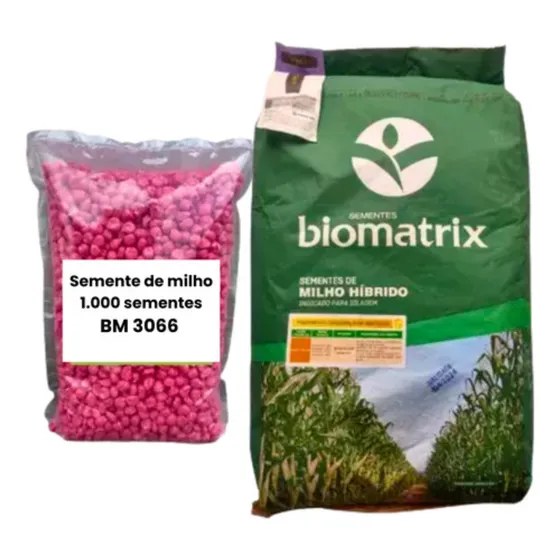 Sementes Milho 3066 Resistente Silagem E Mv - 1500 Sementes