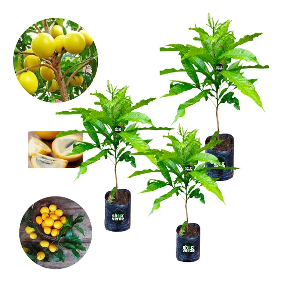 Kit 3-mudas De Abiu Ticuna Gigante Dos Solimões Desenvolvida