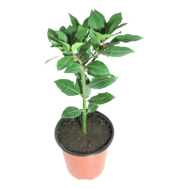 Laurel Aromatico Planta