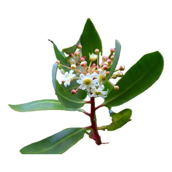 Canelo / Drimys Winteri / Árbol Nativo Ornamental