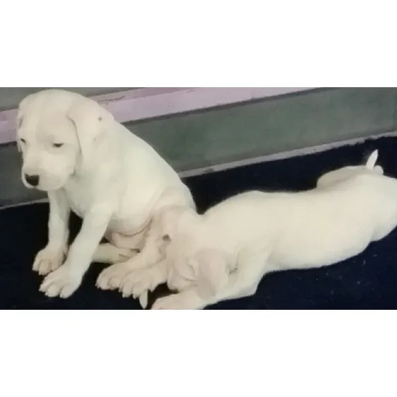 Dogo Argentino Cachorros De Excelente Linea De Sangre