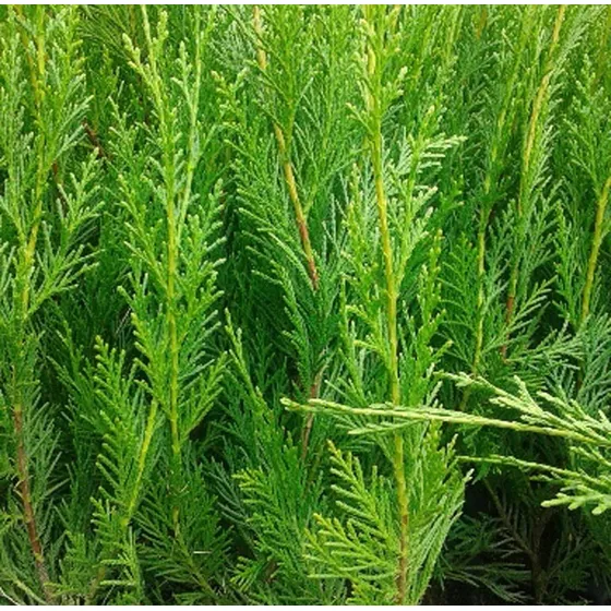 Plantas Cerco Vivo Leylandi Pinos En Envase 15 Litros