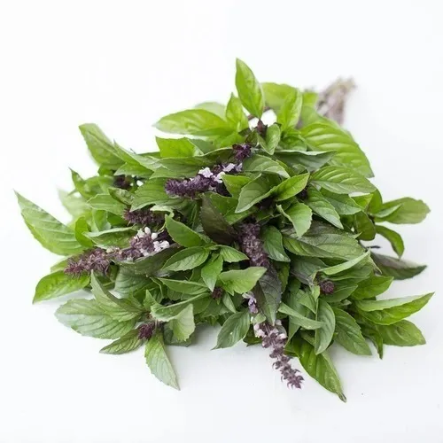 Sobre Para Sembrar 25 Plantas Aromaticas Albahaca Canela