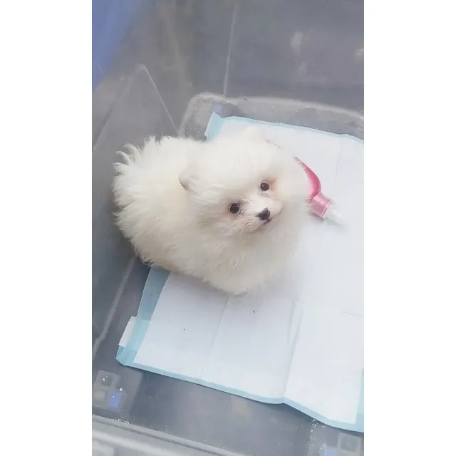 Pomerania Hembra Cachorra Crema Con Blanco Enana Blanco