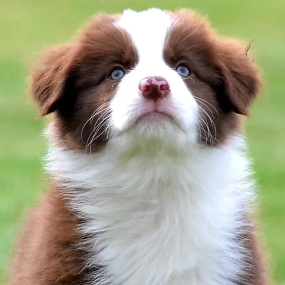 Cachorros Border Collie Fca 60 Dias