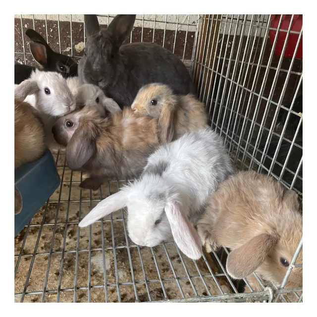 Hermosas Mini Lop
