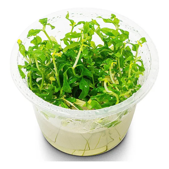 Hygrophila Polysperma Rosanervig  In Vitro