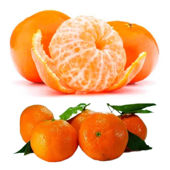Mandarina Criolla Arbol Injertado Frondozo Envío Caba Gratis