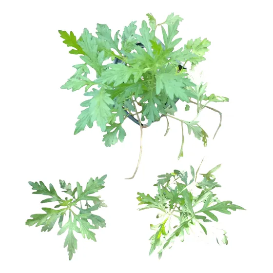 Artemisa Vulgaris, Organica, Medicinal.
