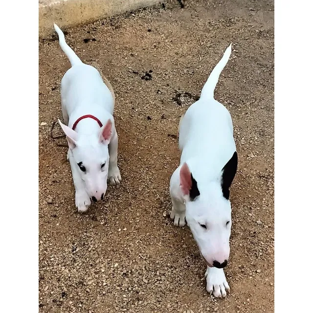 Perros Bull Terrier Cachorros Disponibles Bogotá Cali 