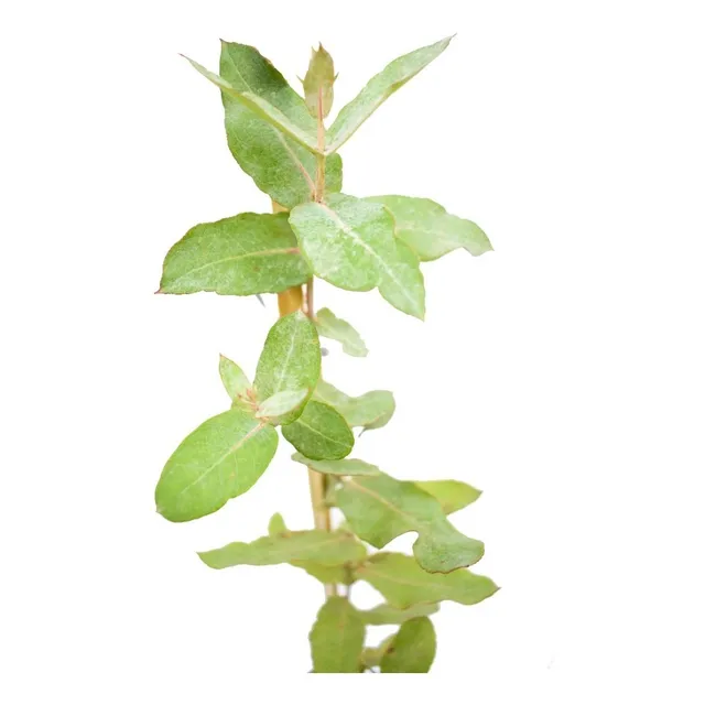 Eucalipto Planta Árbol Aromático 