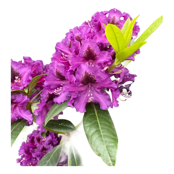 Rhododendron Purple Splendor 5 Lts