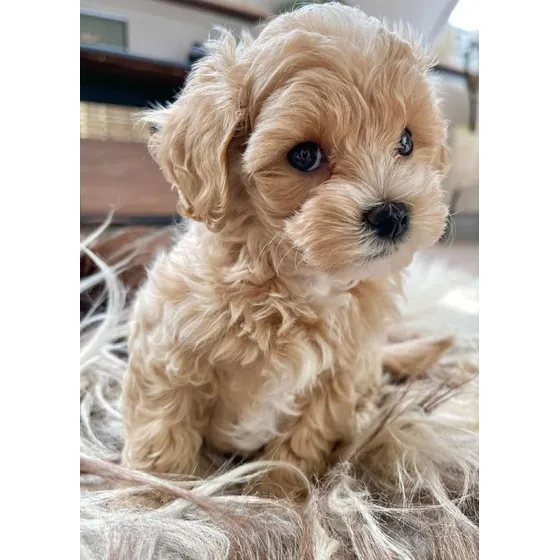 Caniche Toy Blanco De 47 Días