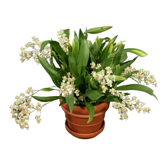 Orquídea Oncidium Twinkle Fragrance Fantasy ! Planta Adulta