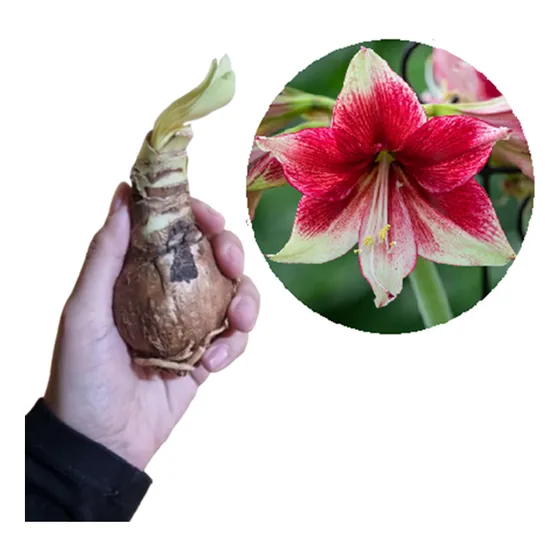 Bulbos Amaryllis Exóticos Hippeastrum X 1 Unidad