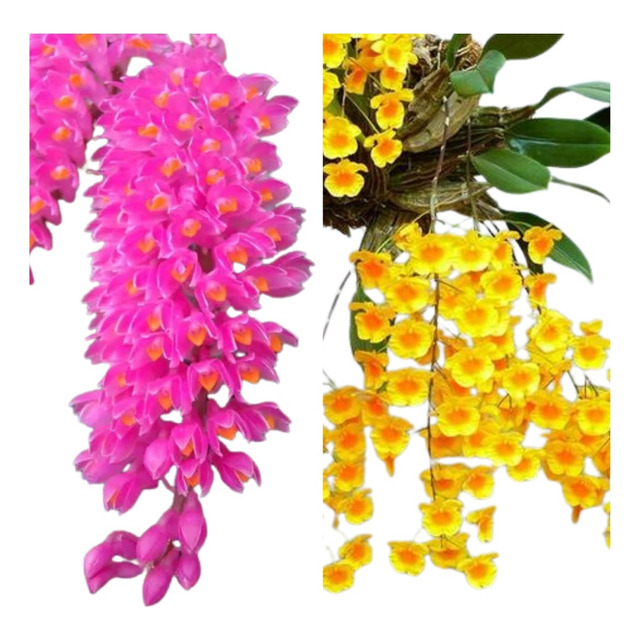 Kit Muda Orquidea Dendrobium Pendente Agregatum E Secundum Kit Muda Orquidea Dendrobium Pendente Agregatum E Secundum