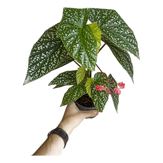 Begonia Ala De Angel