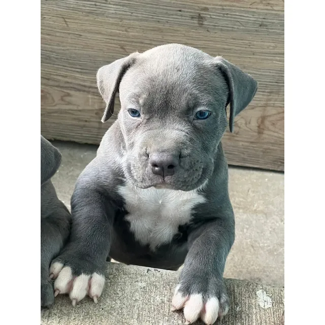Pitbull Blue Cachorros Calidad Pura Gris