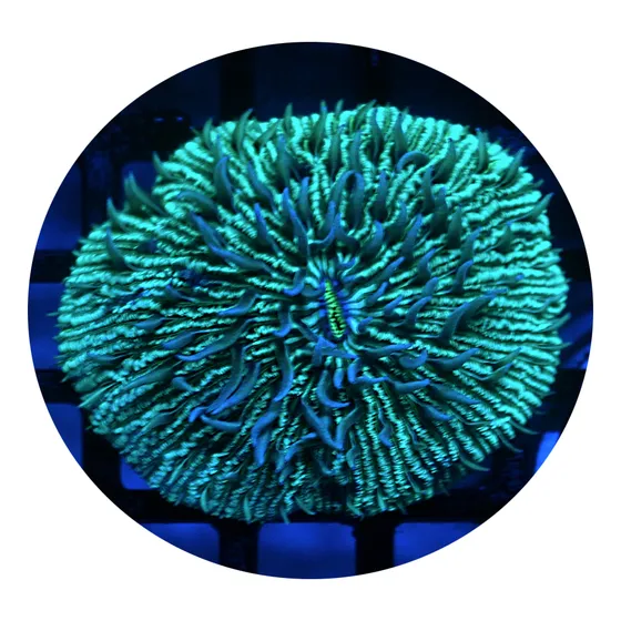 Coral: Plate Verde 