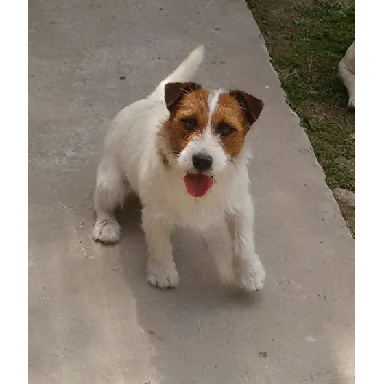 Cachorros Jack Russell De Calidad Criadero De La Pisada 