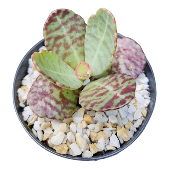 Suculentas - Kalenchoe Humilis Pote 11