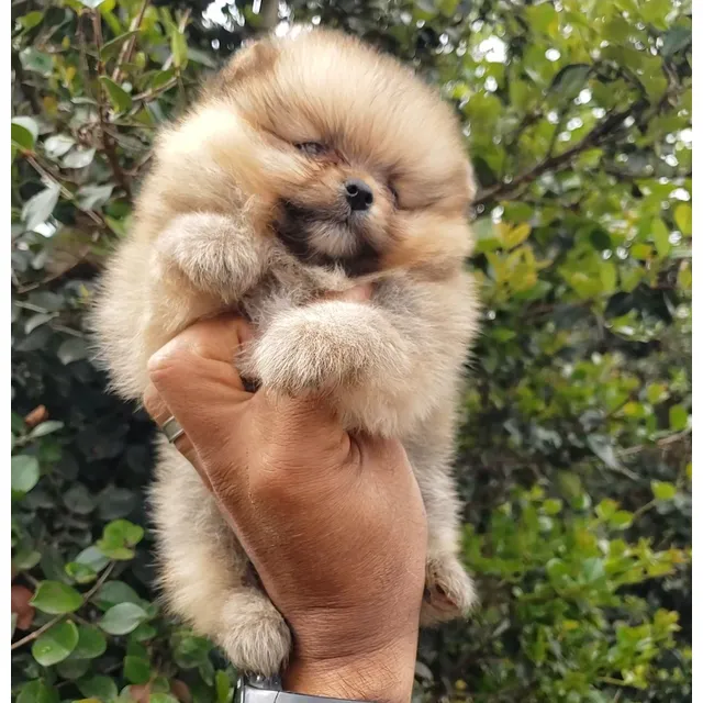 Hermosos Pomerania  Minitoy  