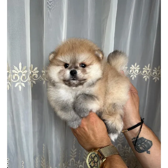 Cachorros Pomerania Rusa