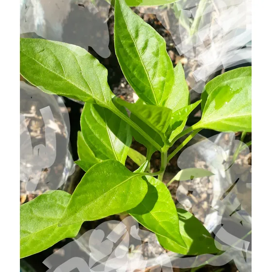 Plantines De Morron Los Que Necesite Por Encargue