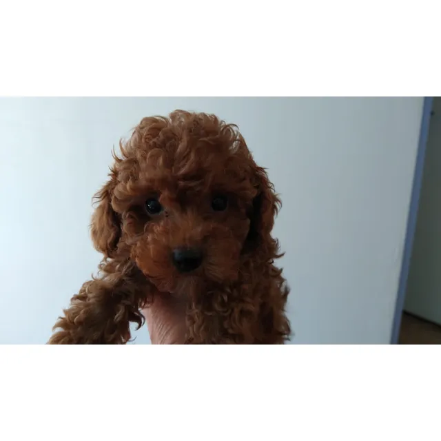 Hembrita Poodle Toy Rojo Pimenton