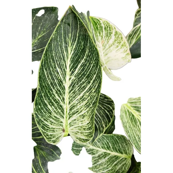 Filondendron (phyllodendron)  Birkin , Exótico !