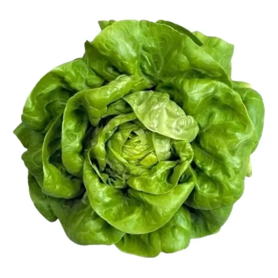 Semilla De Lechuga Peletizada Hidroponía. Graffiti (1.000u)