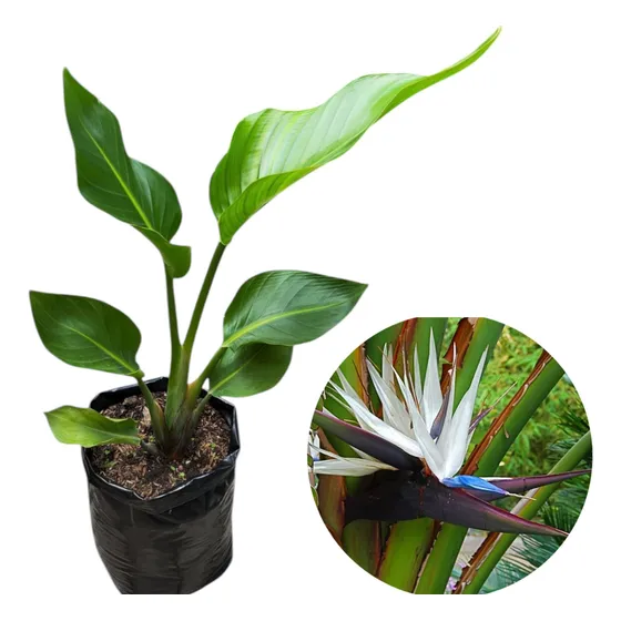 Strelitzia Nicolai De Flor Blanca - Ave Del Paraíso Gigante