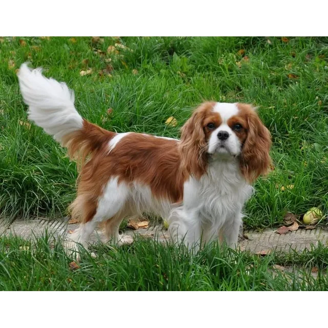 Cachorros Cavalier King Charles Spaniel Perros Colombia