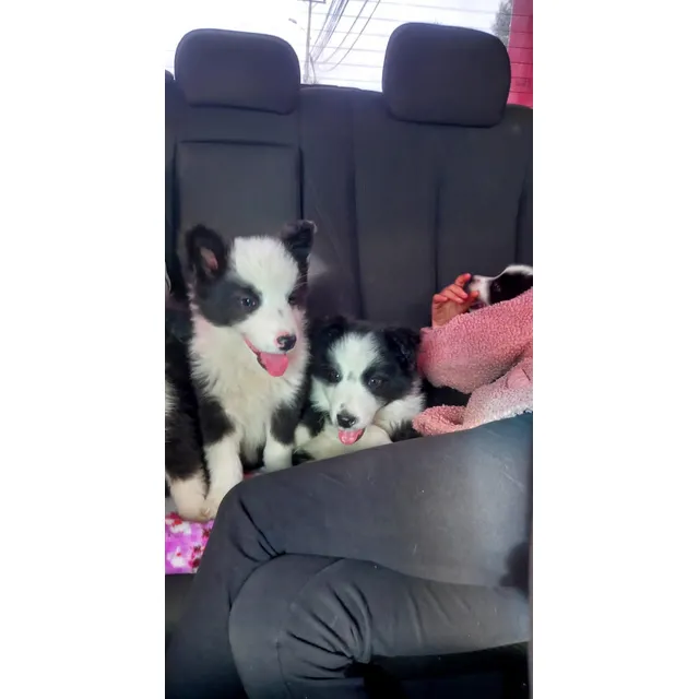Chorrorritos Border Collie 100% Puros