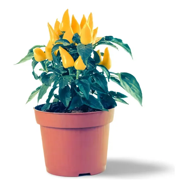 Planta Aji Pipi De Mono