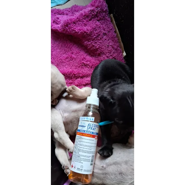 Cachorro Pug Negrito, En Concepción.