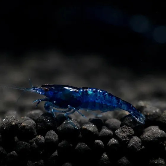 Camarão Neocaridina Blue Dream Pct Com 4 Un (cote O Frete)