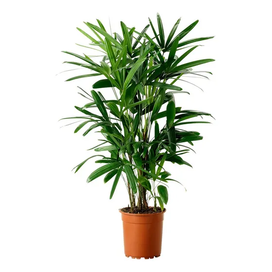 Palmeras Raphis Excelsa