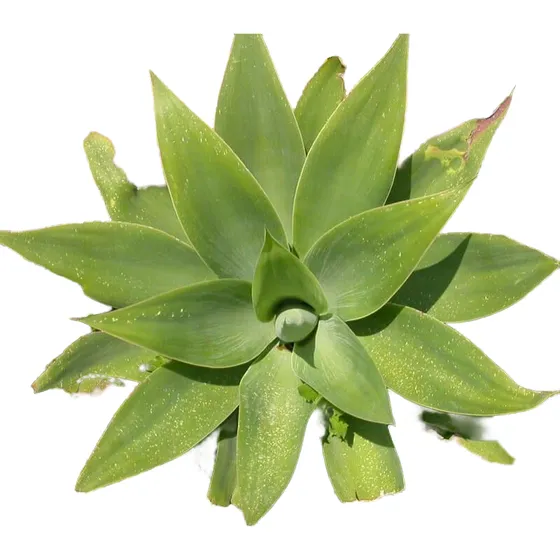 Planta Suculenta Ágave Del Dragón (cuello De Cisne)