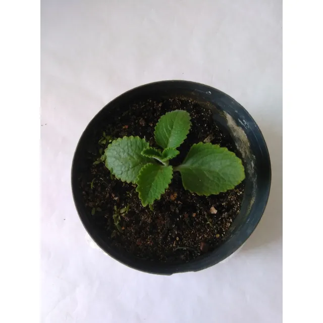 Planta Oregano Orejón Plectranthus Amboinicus
