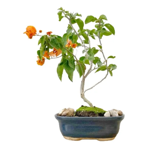Bonsái Santa Rita Rosa China Flor Primavera Arteenbonsai