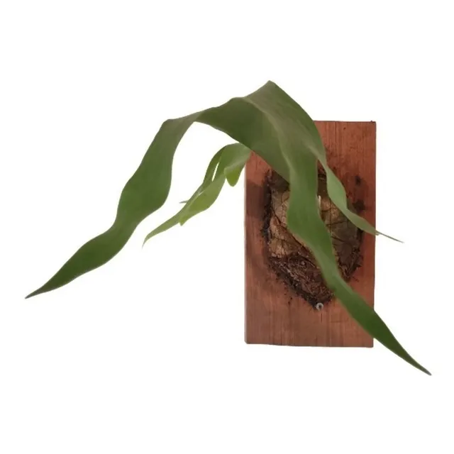 Planta Cuerno De Alce Sobre Base De Madera (platycerium)