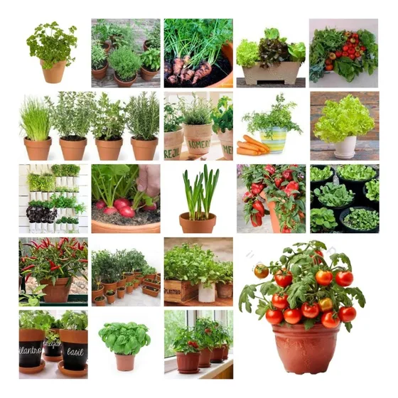 Combo Semillas Ideal Huerta De Balcón Y Espacios Chicos! 20 Sobres