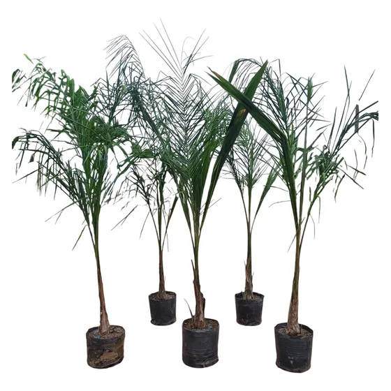 Palmera Pindo !!!