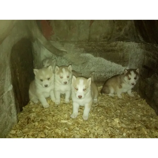 Husky Siberiano