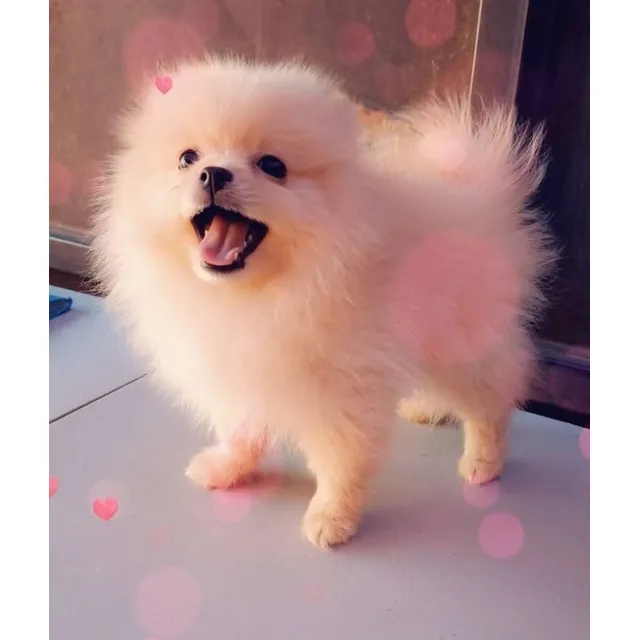 Cachorros Lulú De Pomeranio