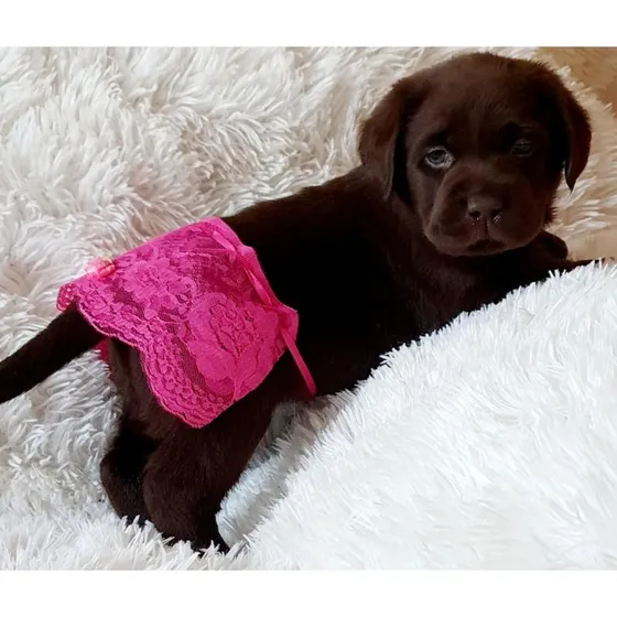 Filhotes De Labrador Retriever Chocolate